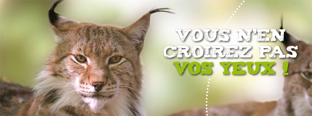 affiche 4x3 lynx