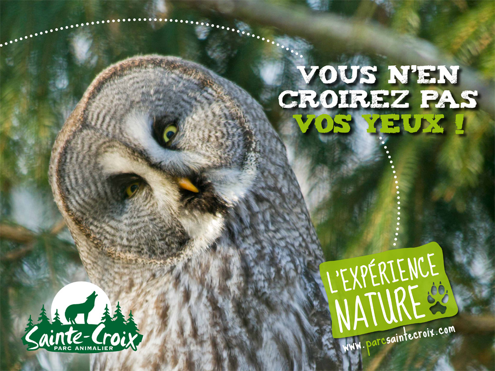 affiche 4x3 hibou